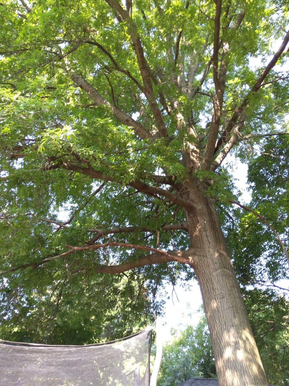 Tree Trimming using Tree Pruing by Mike Jones & Sons Tree Service LLC 