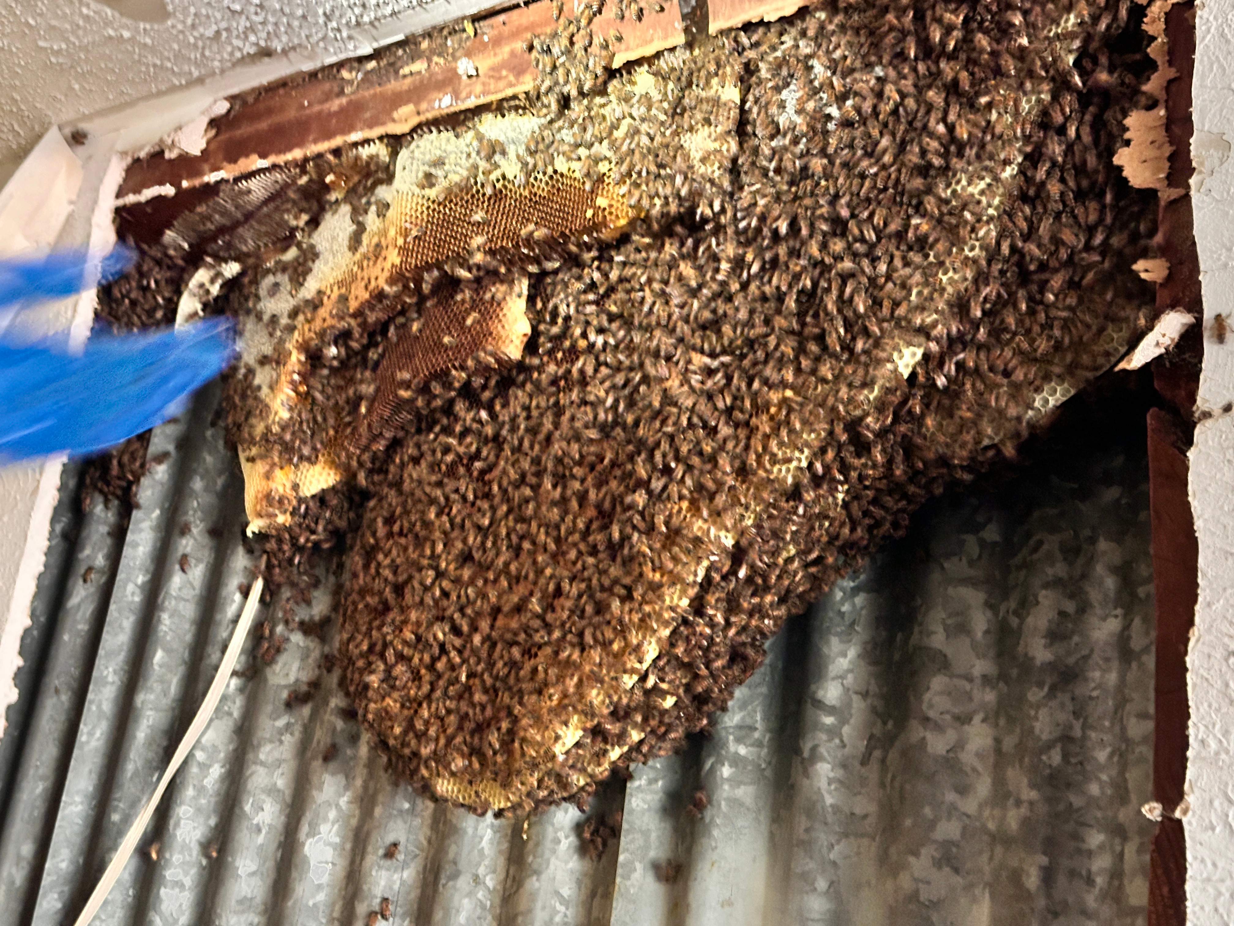 Motorcycle Garage by Rockwall Honey Bee Company