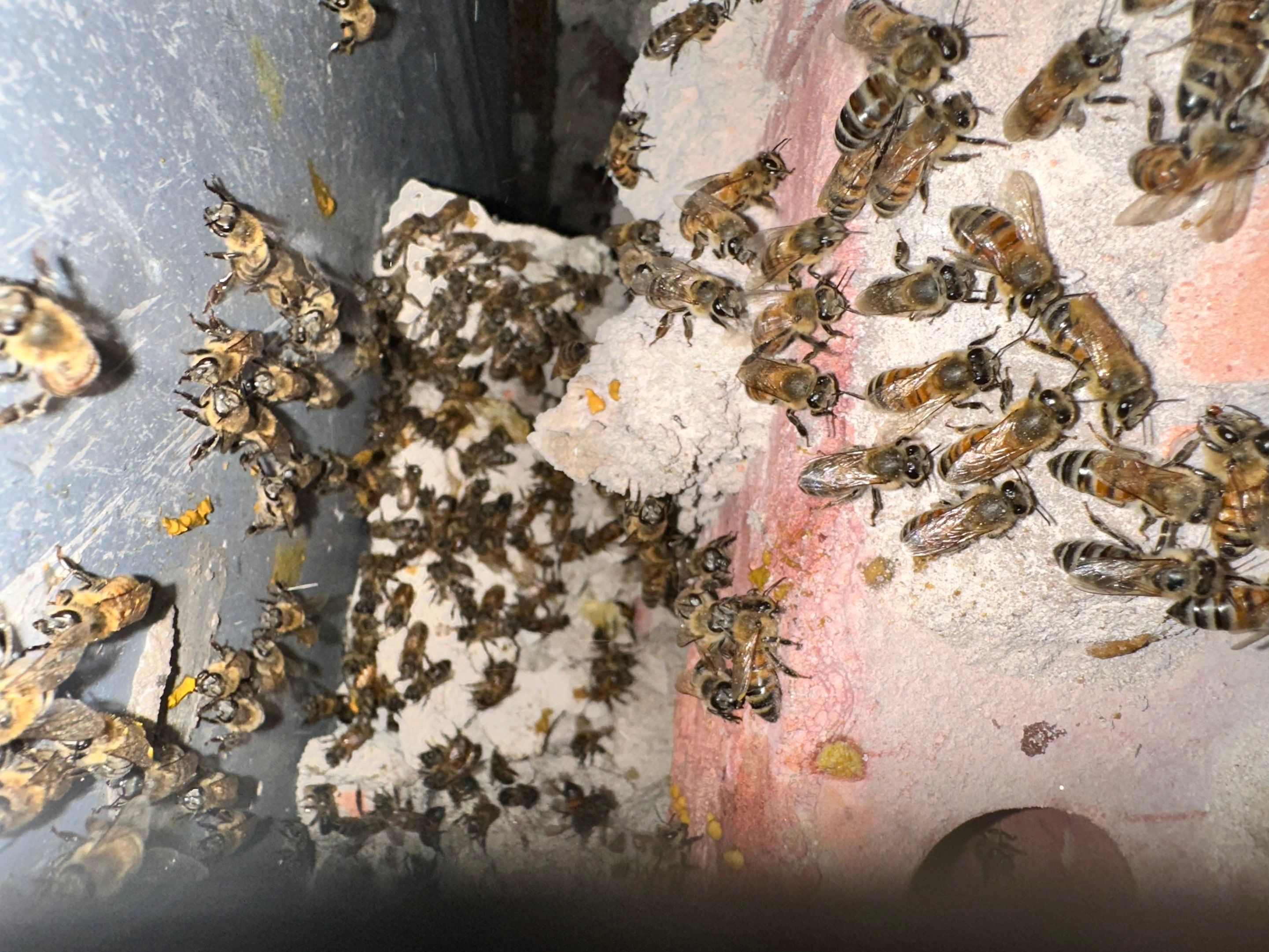 Bees Behind Bricks by Rockwall Honey Bee Company