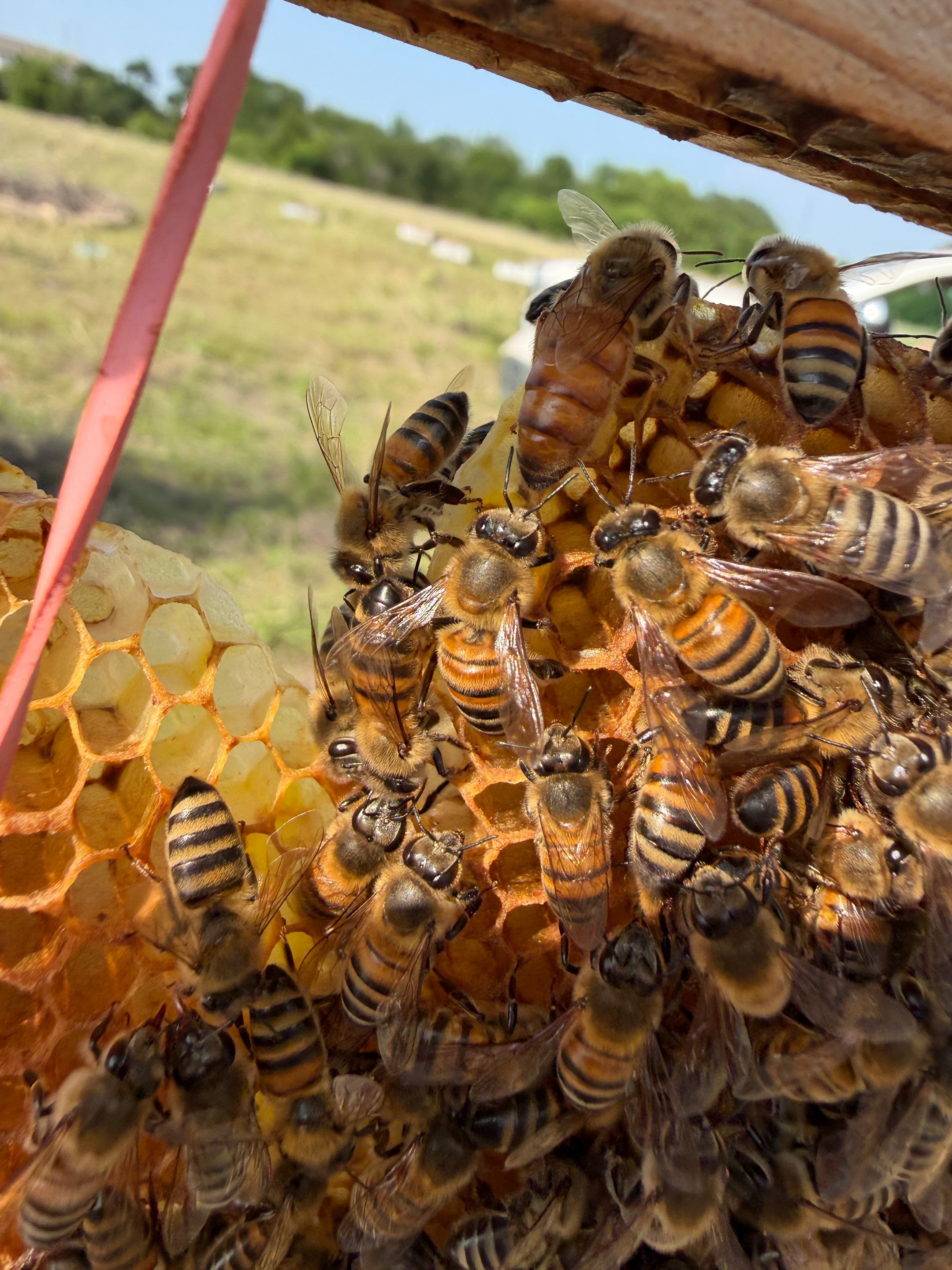 Bees Behind Bricks by Rockwall Honey Bee Company