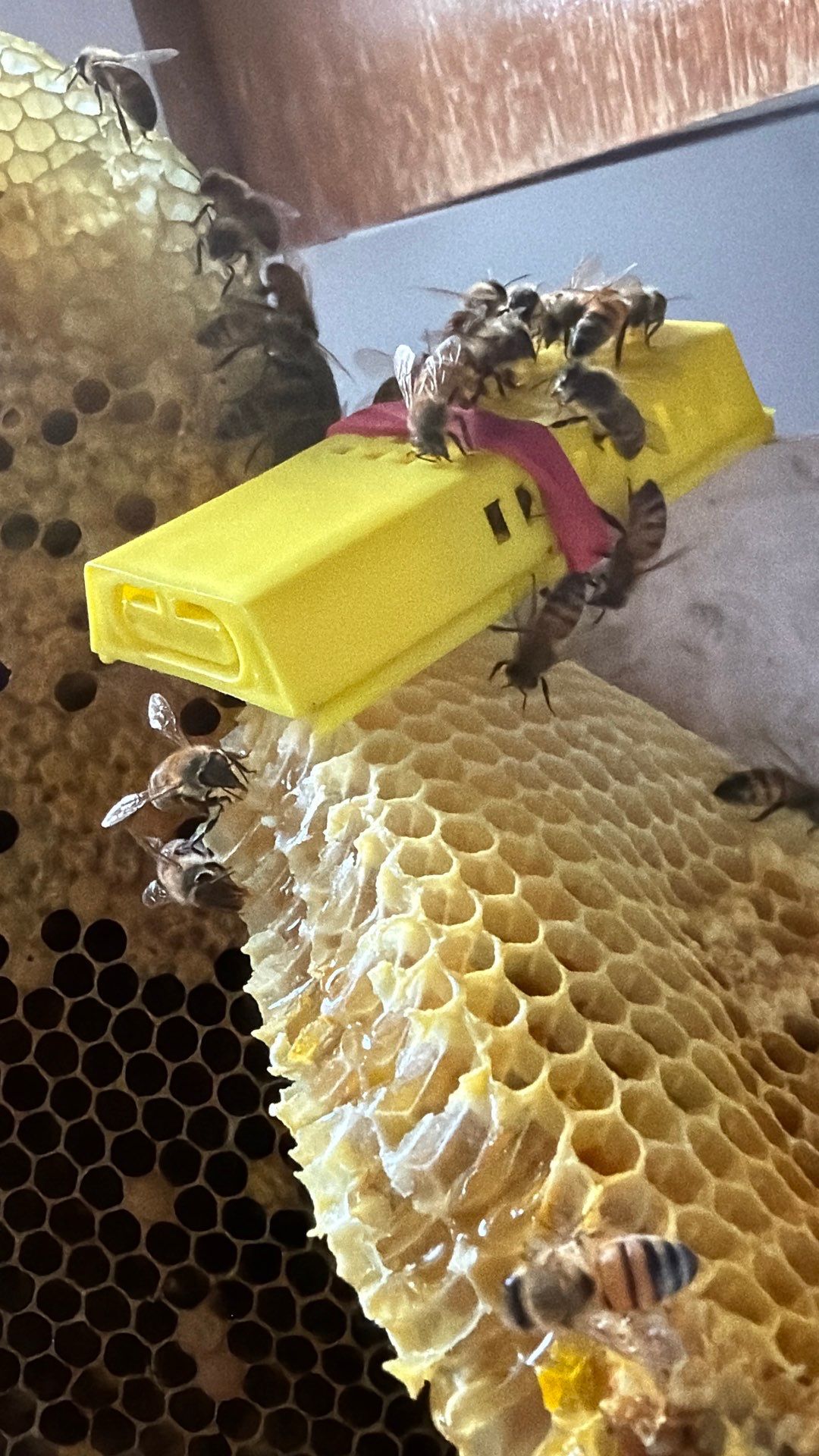 Kitchen ceiling bees by Rockwall Honey Bee Company