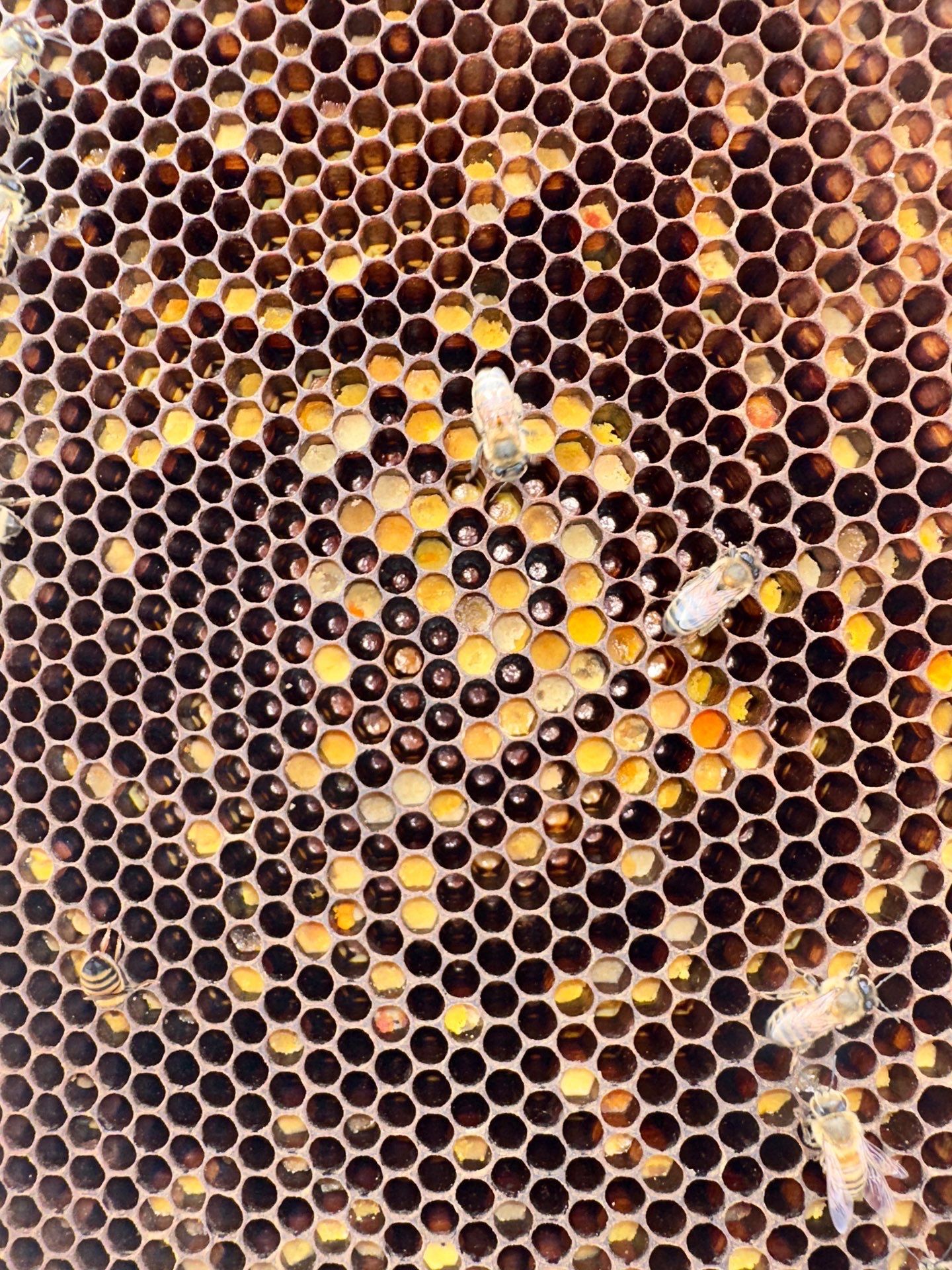 Rooftop Bees in Frisco by Rockwall Honey Bee Company