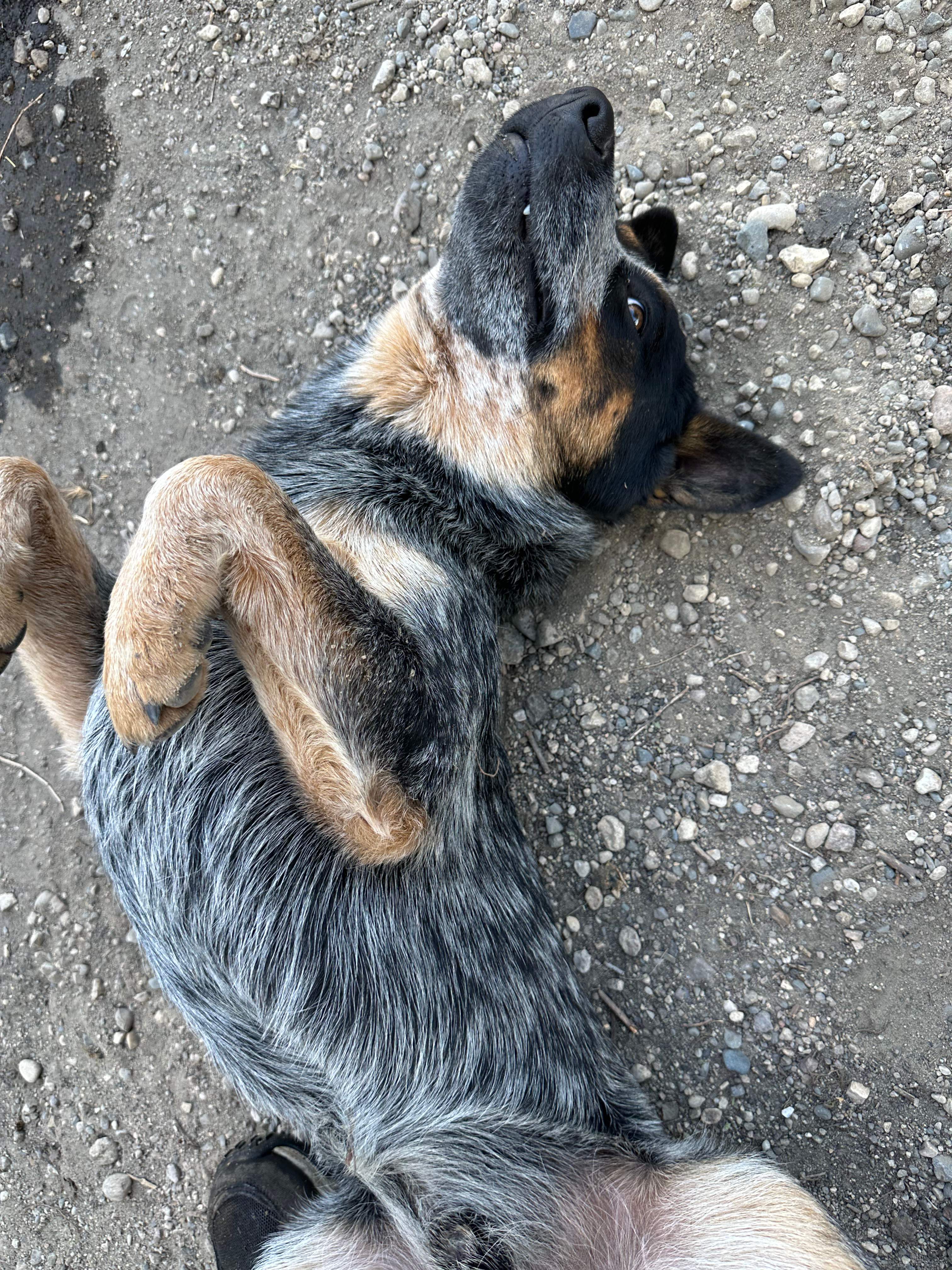 BeeGirl's Honey House in the Midwest by Rockwall Honey Bee Company