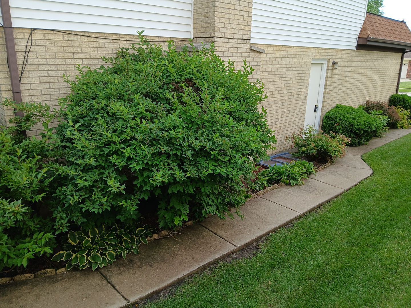Andrew L. - Arlington Heights, IL by A&N