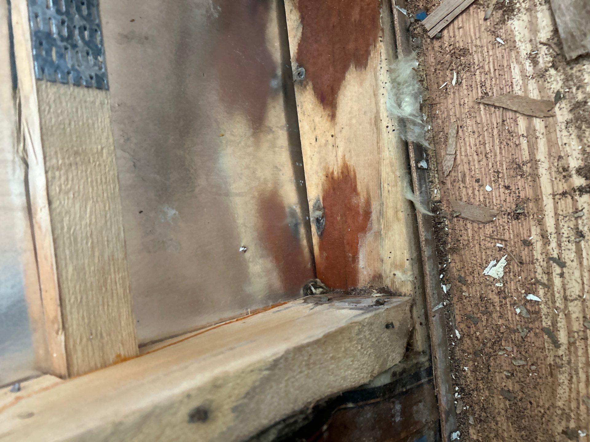 Mold Remediation Bradenton by Ampm Restoration Services 