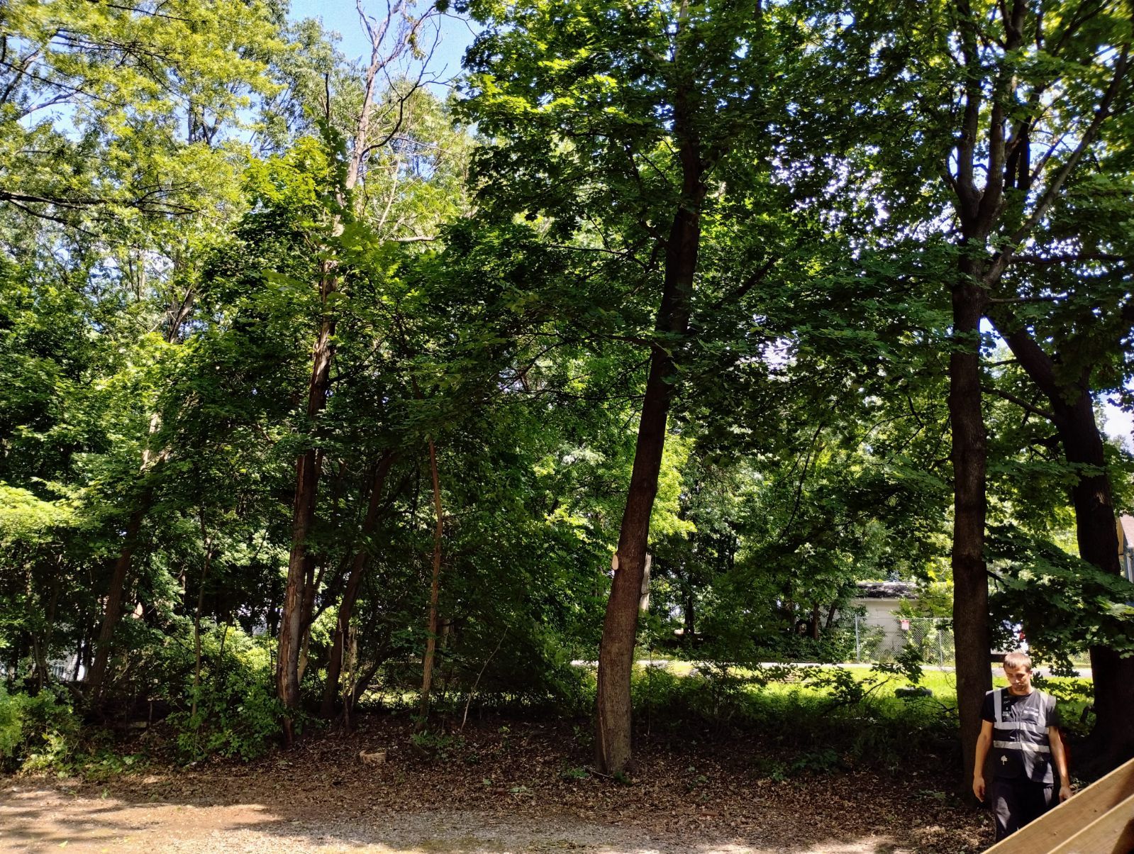 Tree Trimming using Tree Pruing by Mike Jones & Sons Tree Service LLC 