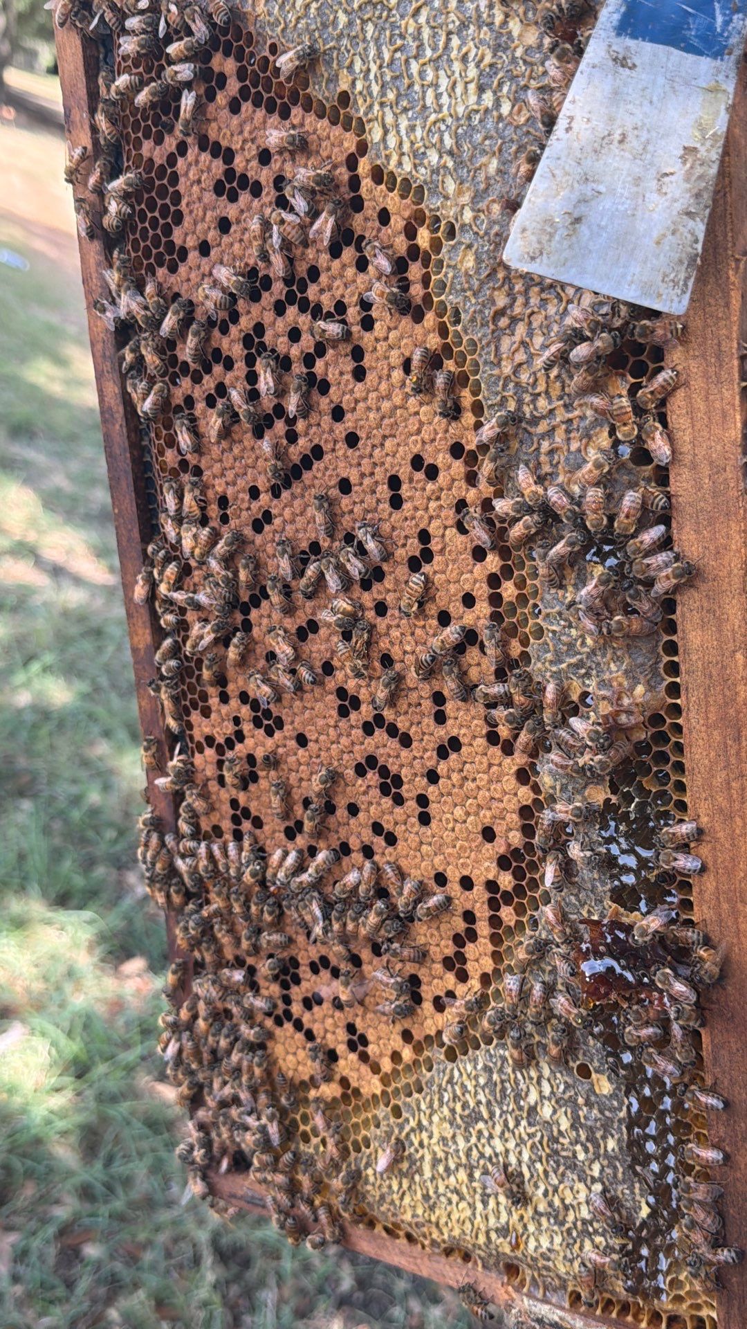 Flood Culvert Bees by Rockwall Honey Bee Company