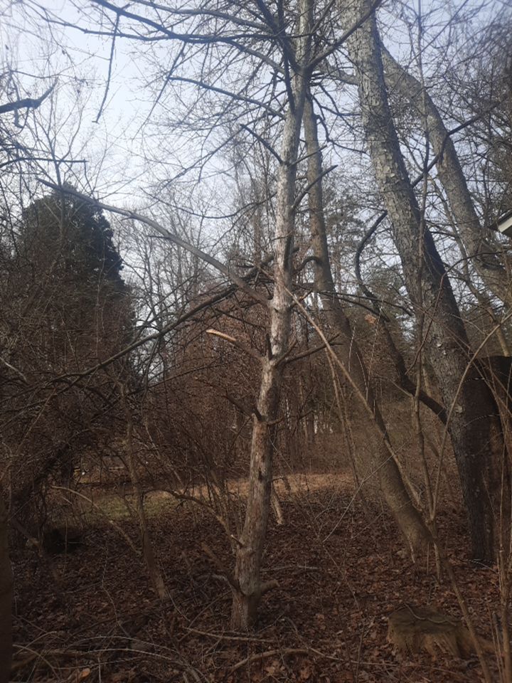 Tree Removal using Tree Removal by Mike Jones & Sons Tree Service LLC 