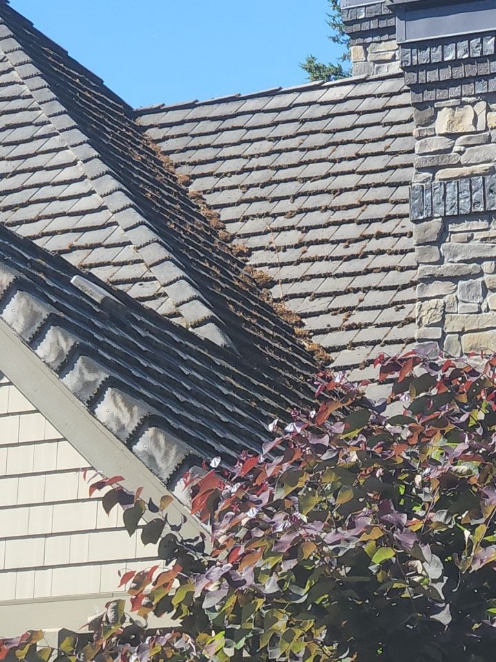 Moss Removal/ Treatment using Biocide by Willamette Outdoor Wash LLC