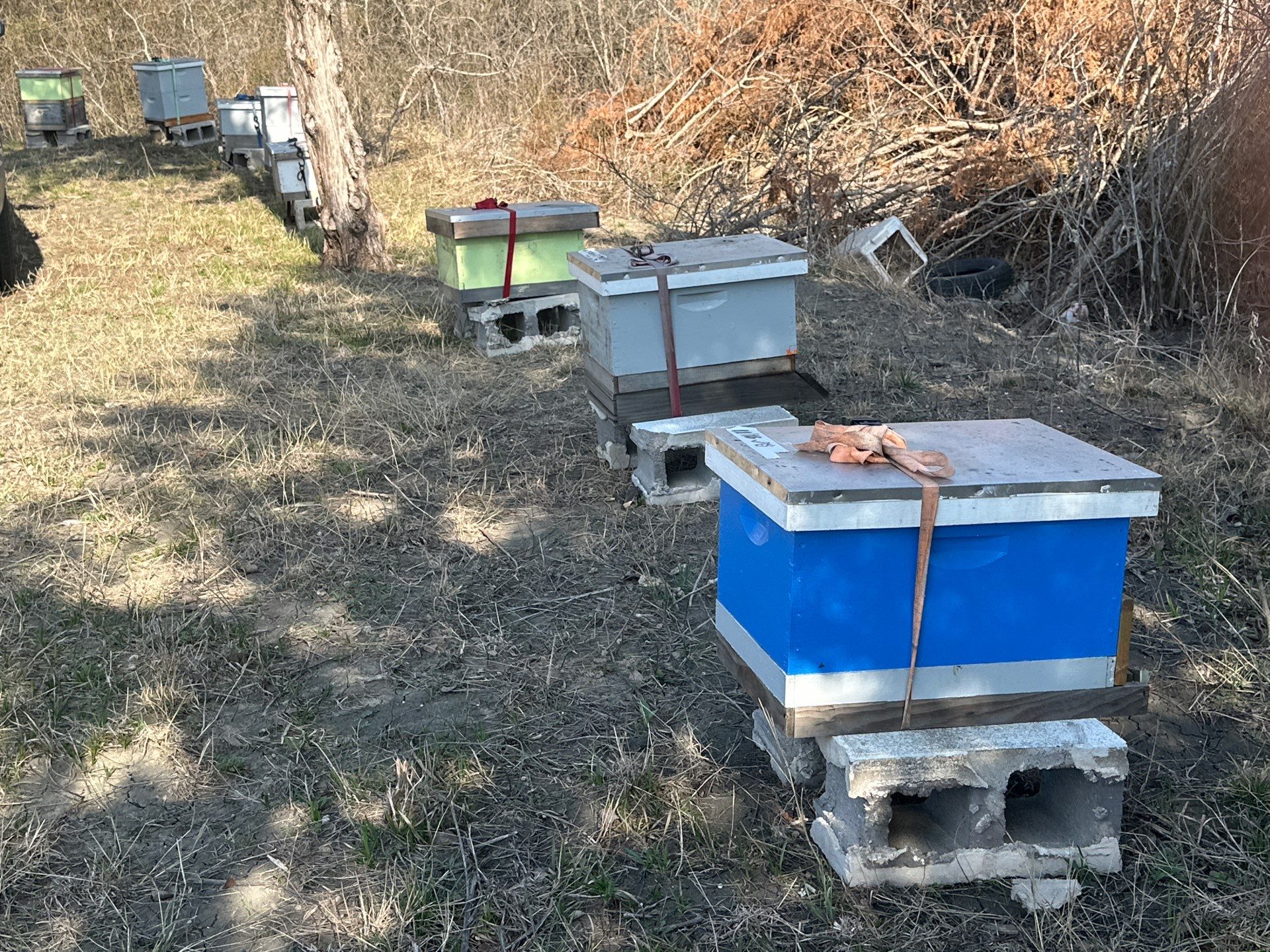 Rockwall County Ag. Exemption by Rockwall Honey Bee Company
