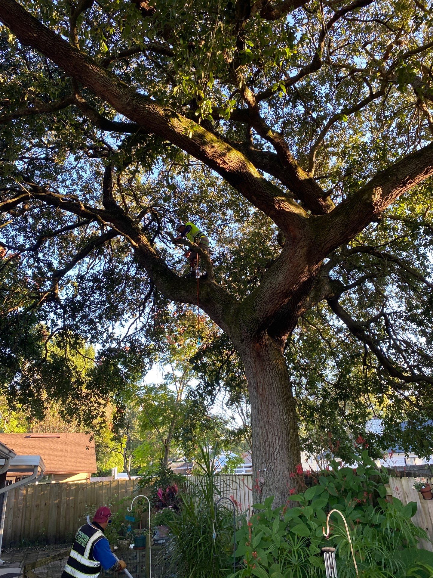 Tree Trimming | Residential by ProGreen Services