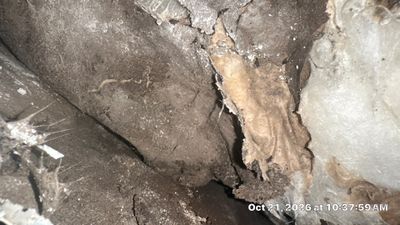 Wet Carpet Drying — Cape Coral, FL