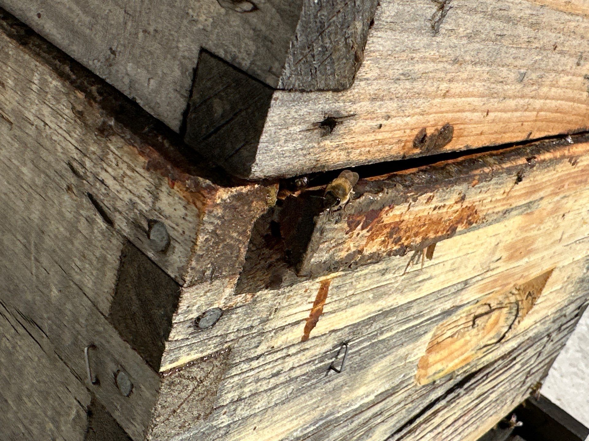 Anchovies on your Apiary by Rockwall Honey Bee Company