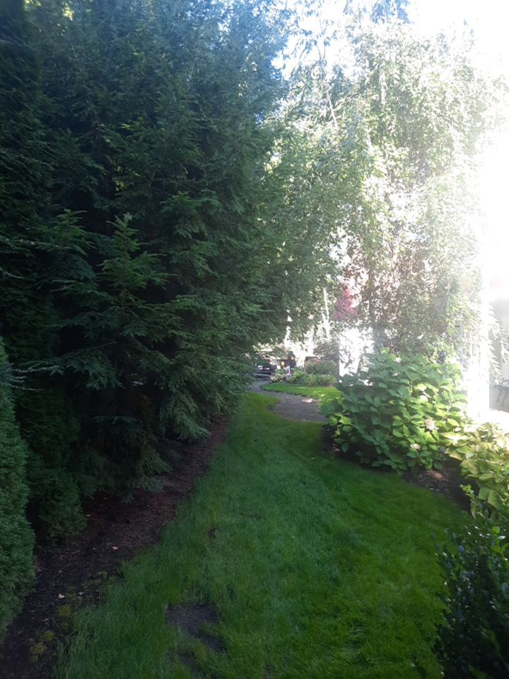 Tree Trimming using Tree Pruing by Mike Jones & Sons Tree Service LLC 