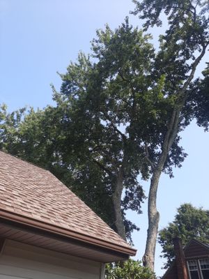 Tree Trimming using Tree Pruing