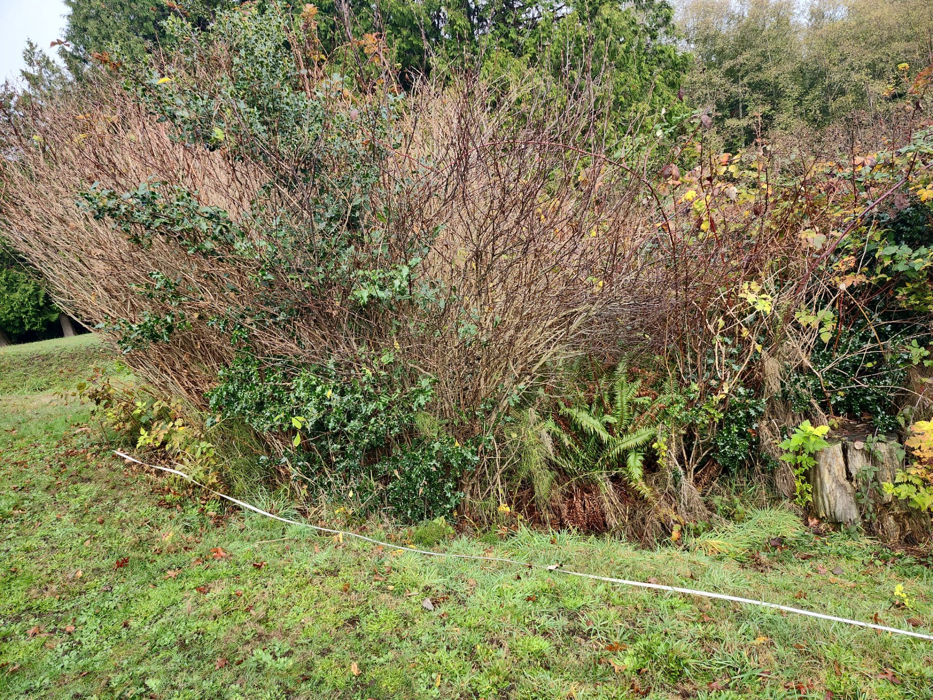 Island View - Ecological Restoration & Stewardship by Habanero Landscape Solutions