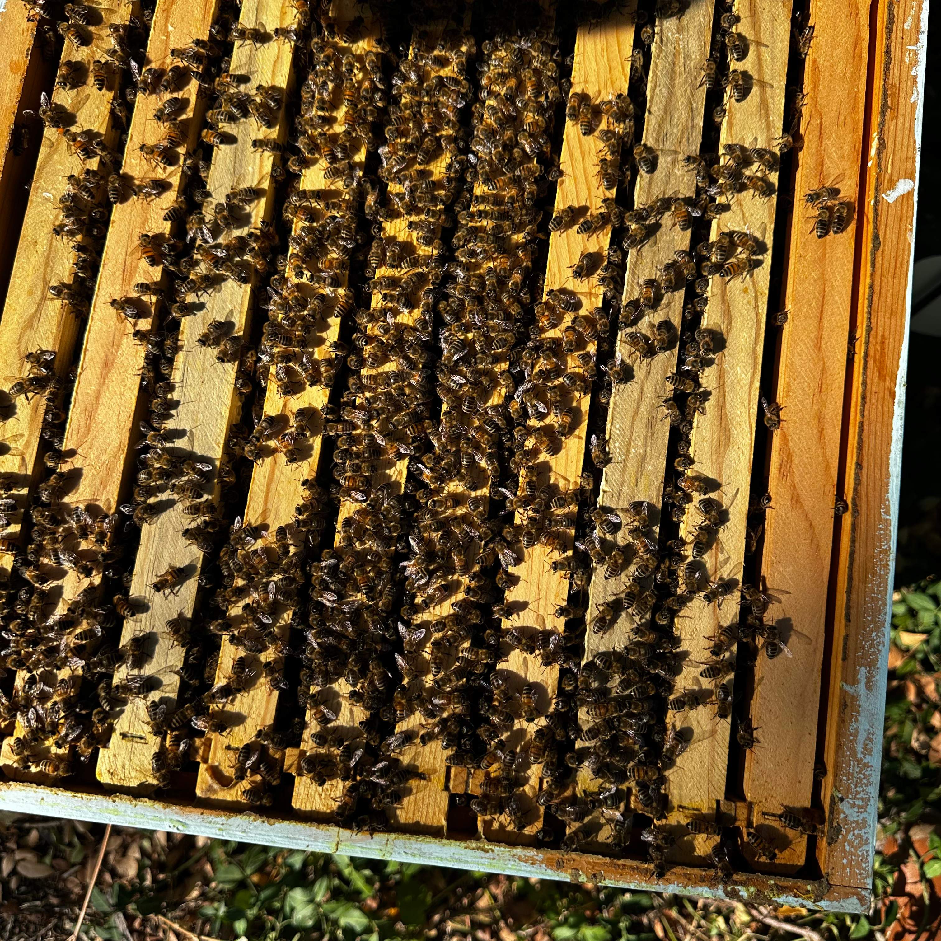 Final Beauty of 2024 by Rockwall Honey Bee Company