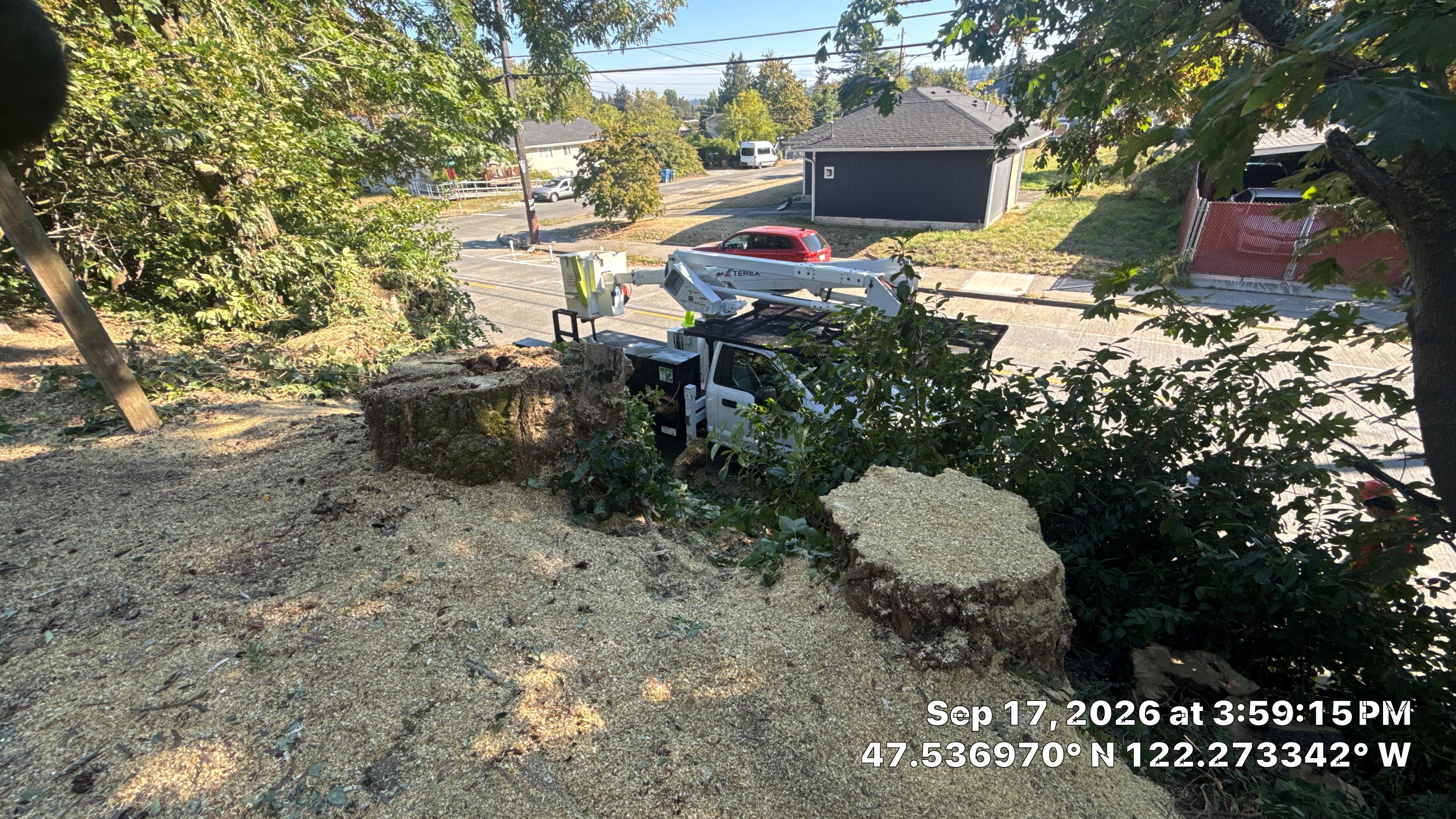 Seattle Hazardous Tree Removal Along Residential Street by Sound Tree Care LLC