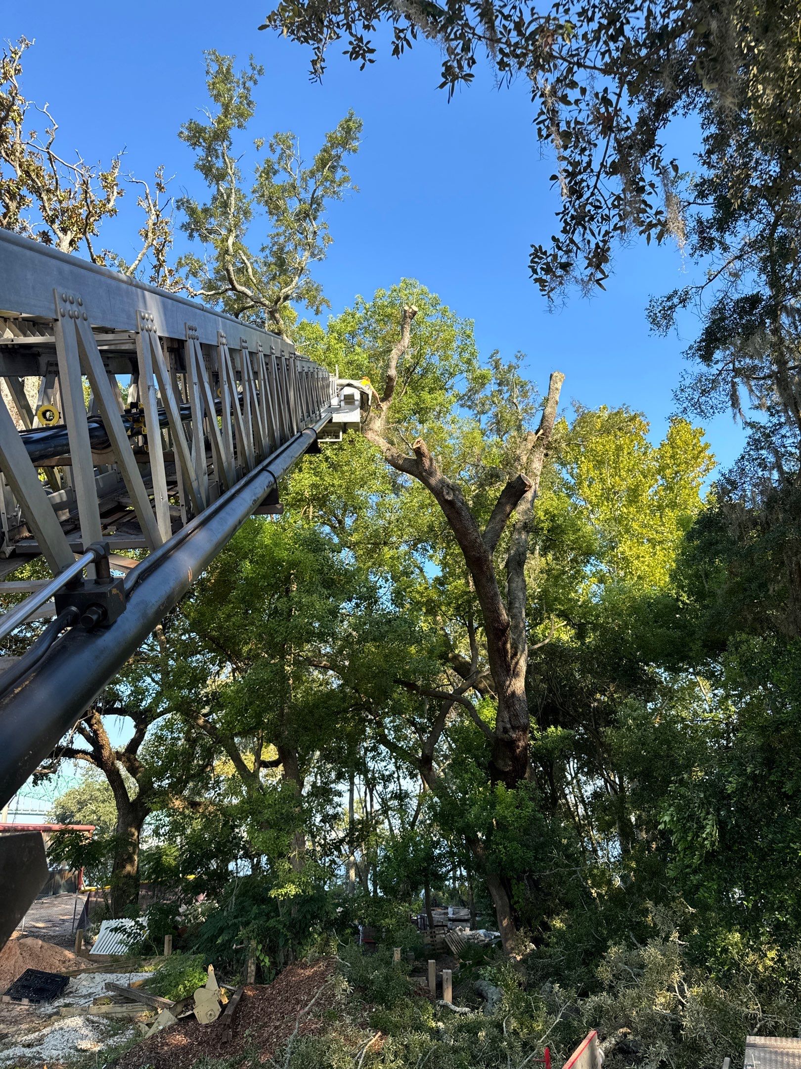 Tree Removal | Episcopal Softball Field by ProGreen Services
