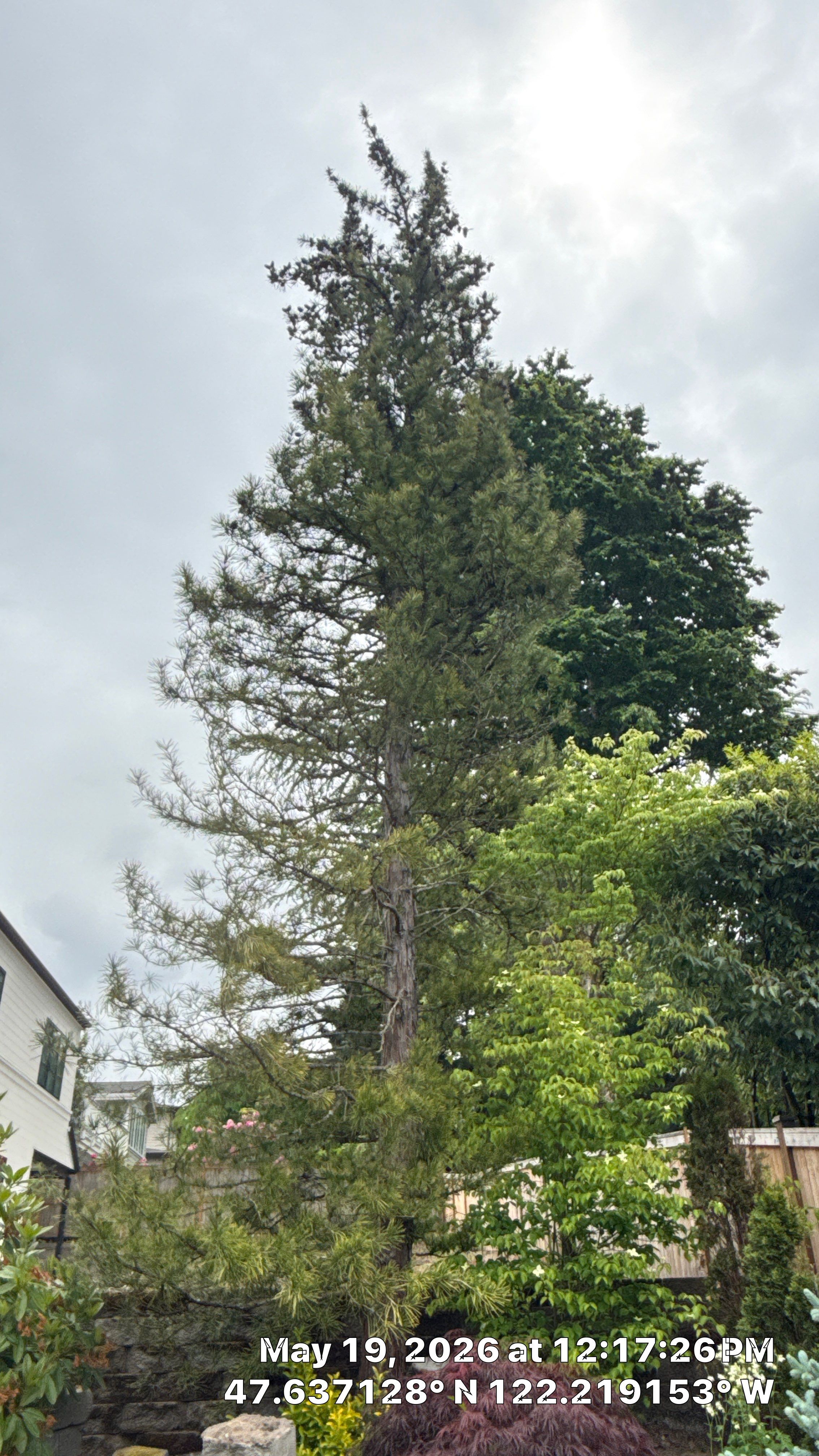 Construction Impact Assessment and Tree Evaluation in Clyde Hill by Sound Tree Care LLC