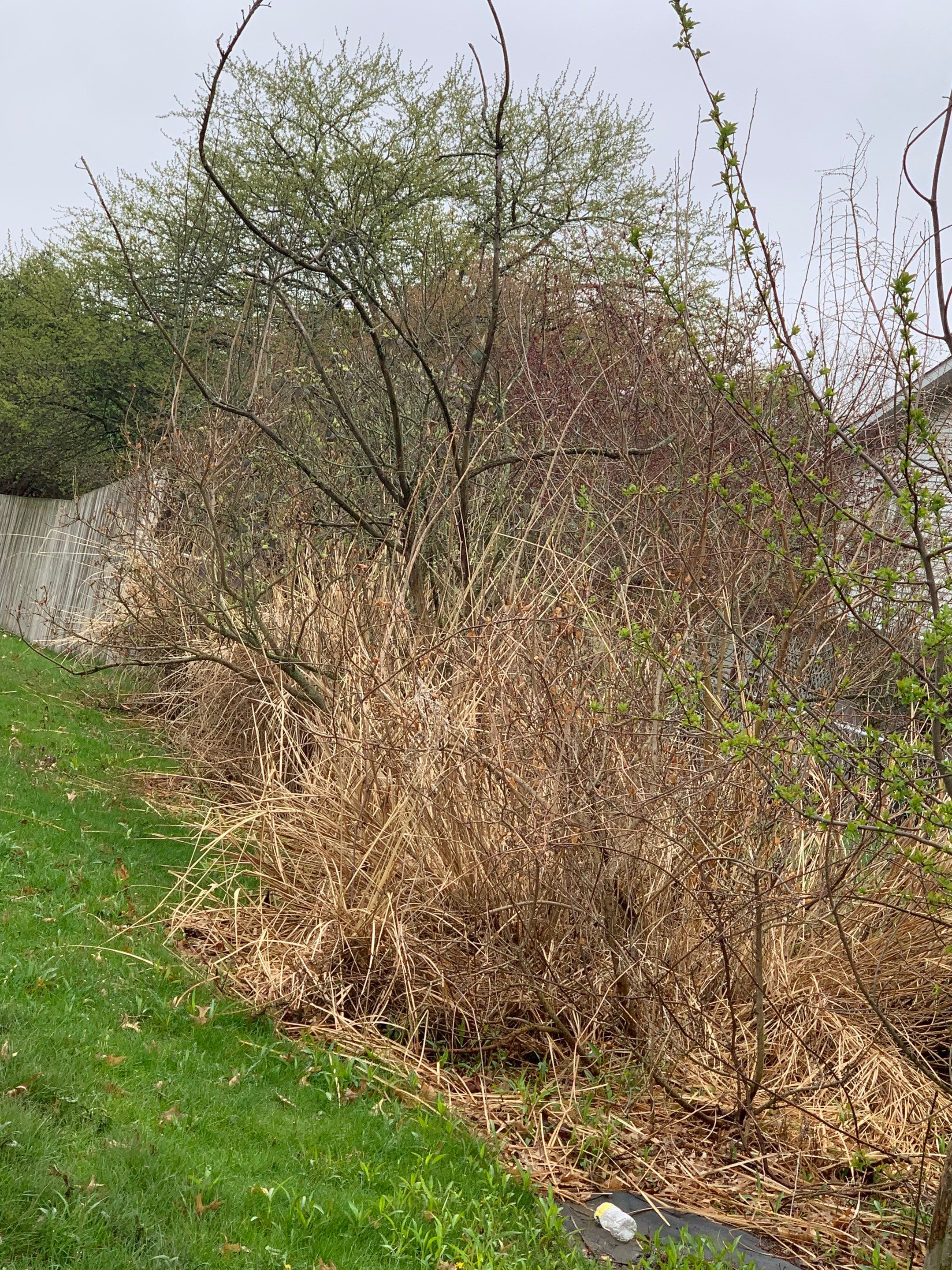 Tree Removal using Tree Removal by Mike Jones & Sons Tree Service LLC 