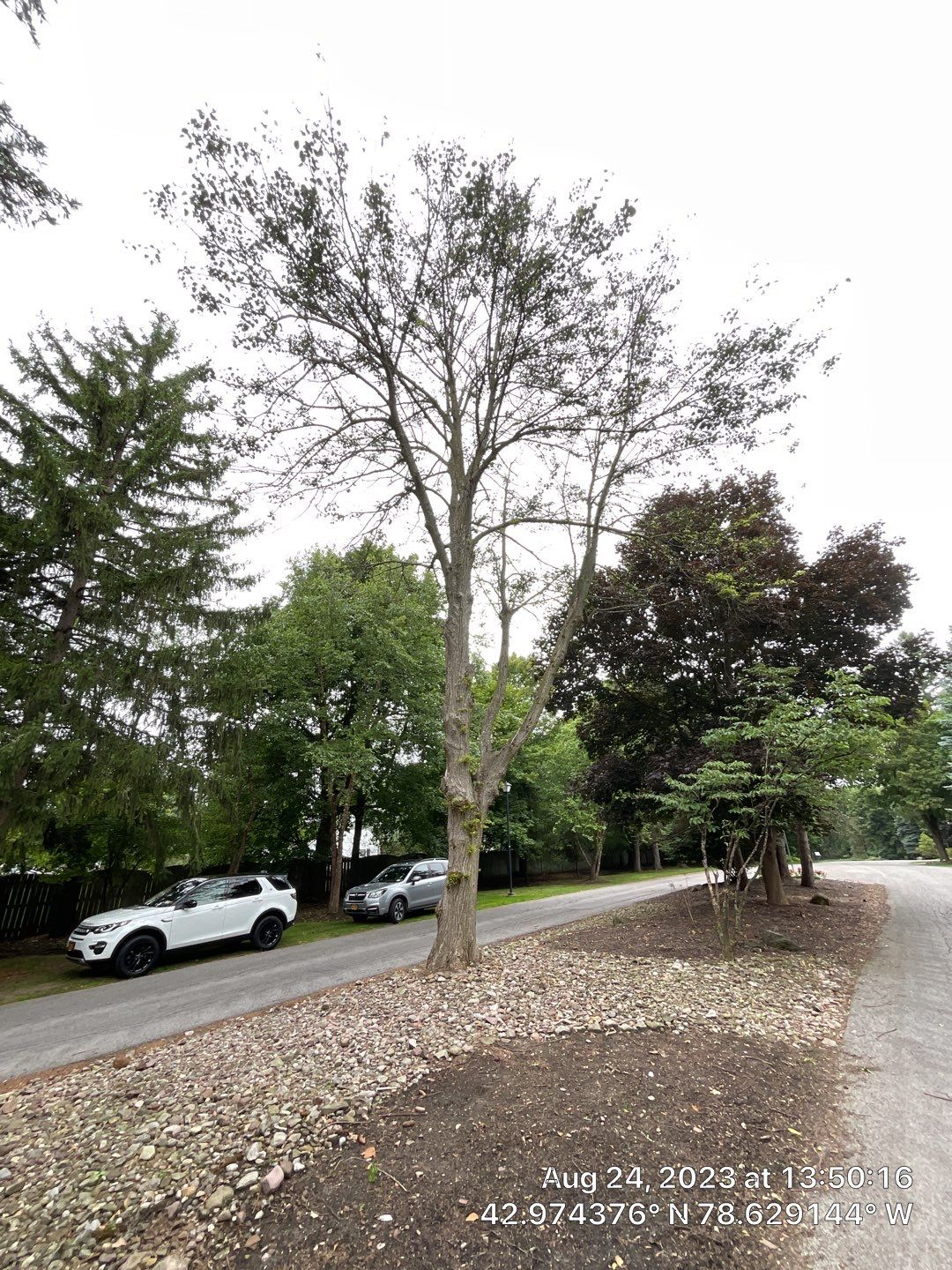 Tree Removal and Pruning by Treeman Tom LLC