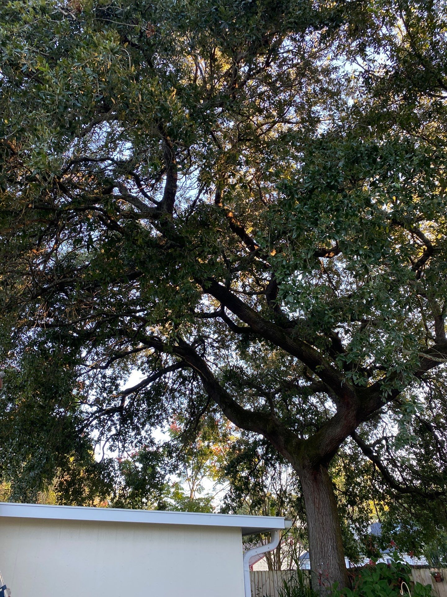 Tree Trimming | Residential by ProGreen Services