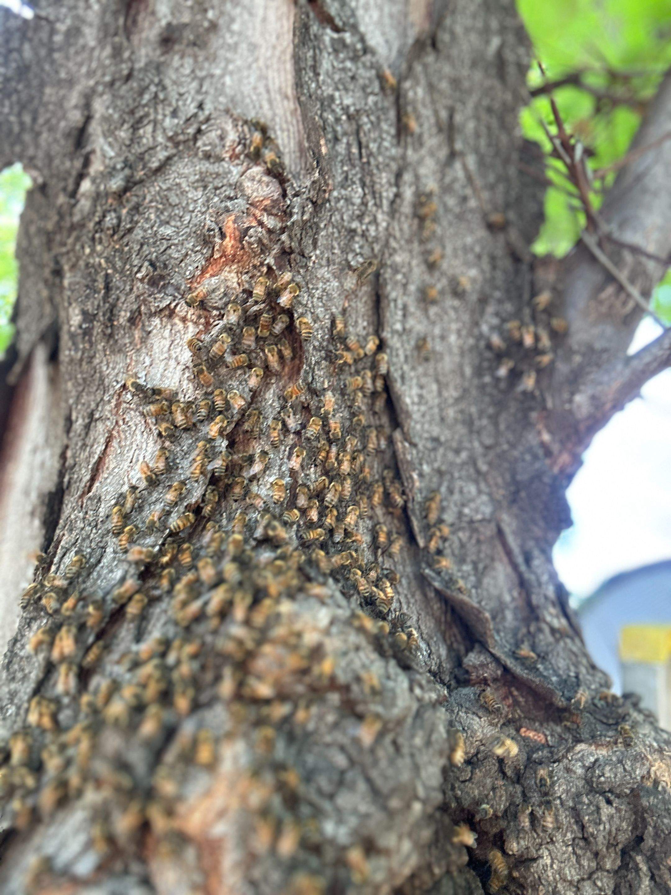 Two More Trees, One More Yard by Rockwall Honey Bee Company