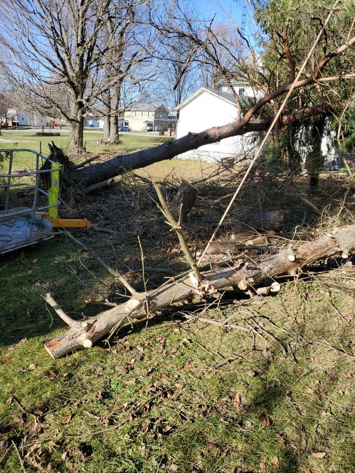 Storm Damaged Tree Removal  using Tree Removal by Mike Jones & Sons Tree Service LLC 