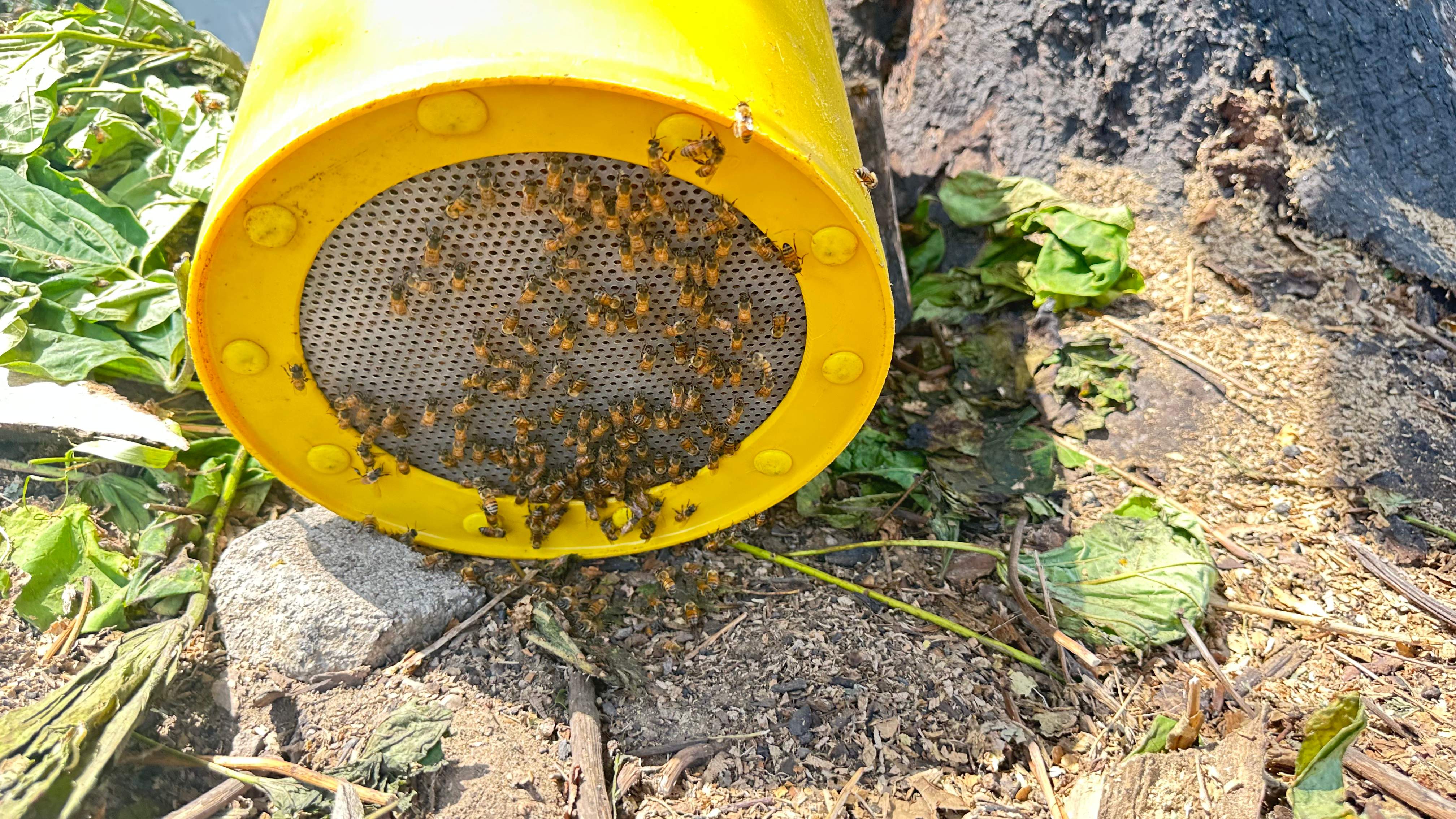 City Tree Company  by Rockwall Honey Bee Company