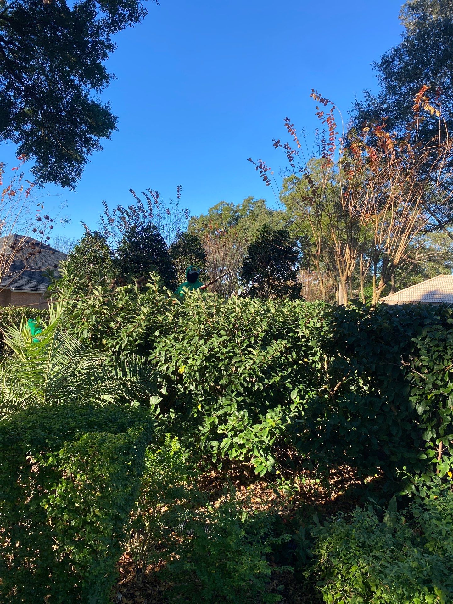 Deerwood Resident | Tree Removal by ProGreen Services