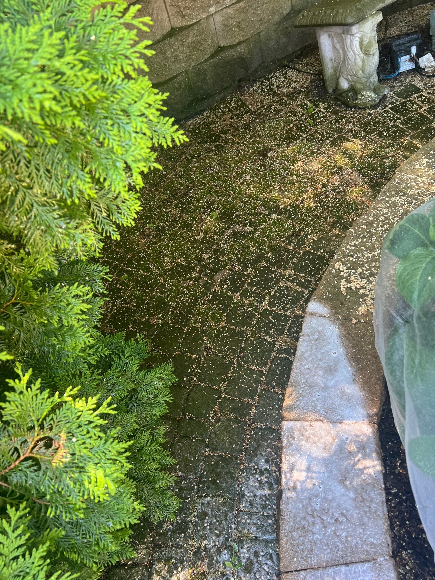 concrete cleaning using Algaecide, soft wash soap by Northern Power Washing LLC.