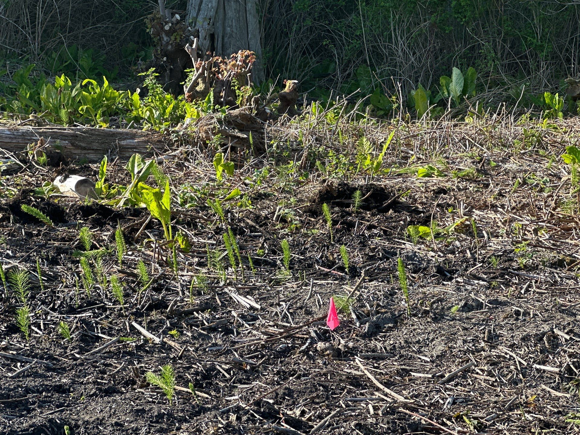 Island View - Ecological Restoration & Stewardship by Habanero Landscape Solutions