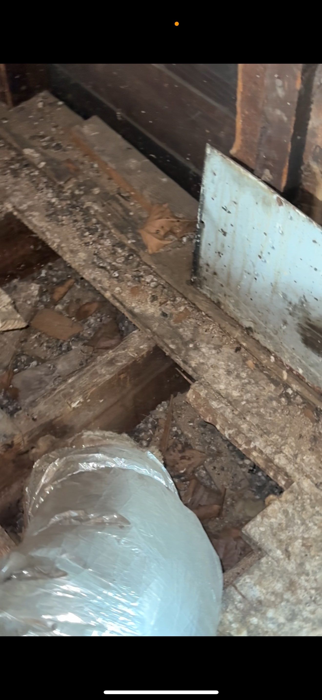 BIOHAZARD PIGEON FECES by Sadie’s Pro Cleaning