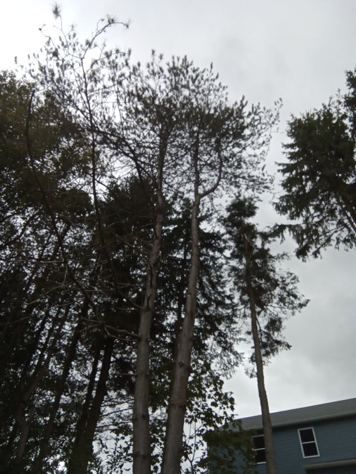 Tree Removal using Tree Removal by Mike Jones & Sons Tree Service LLC 