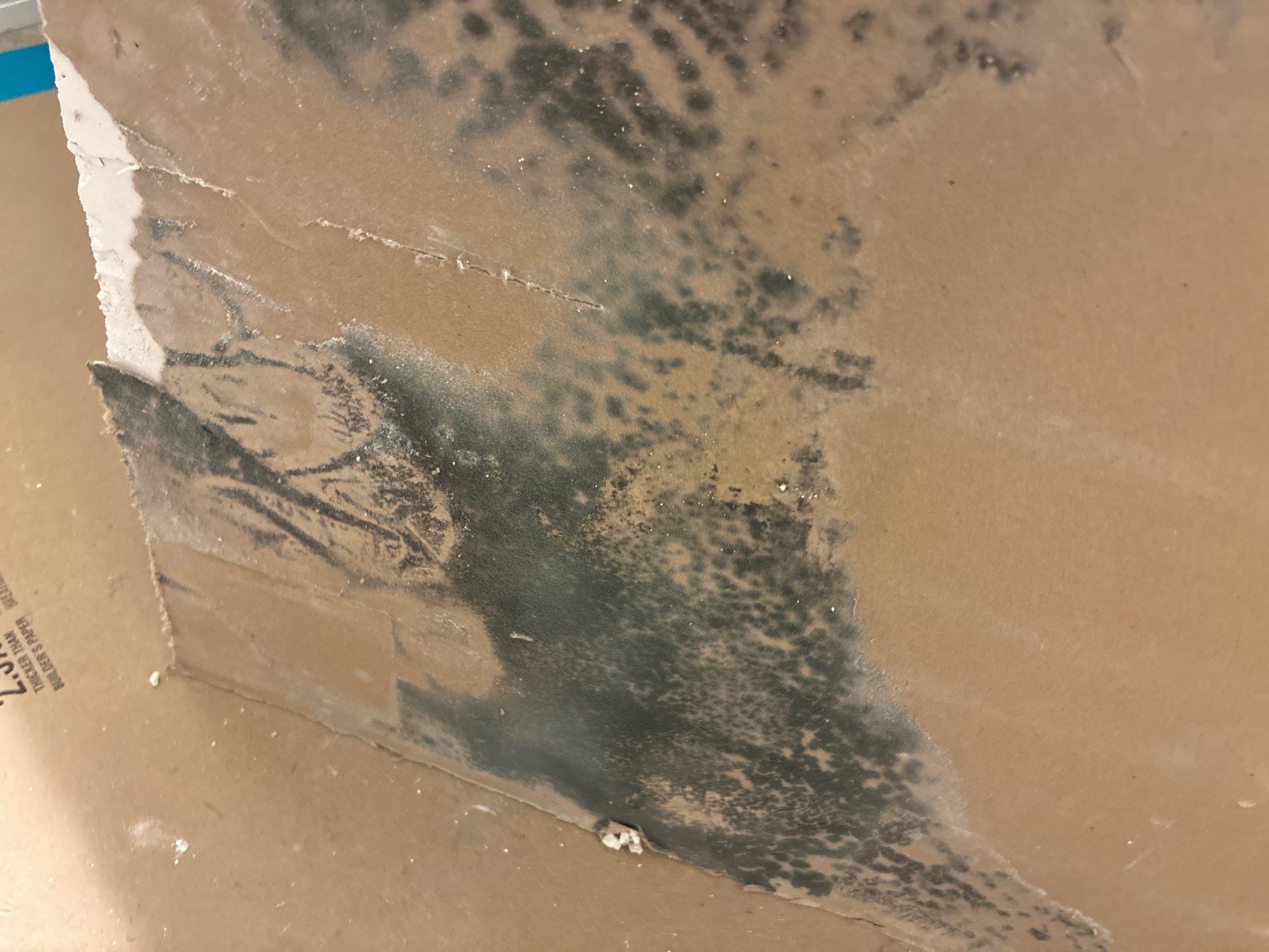 Mold Damage Inspection In Bradenton Florida by Ampm Restoration Services