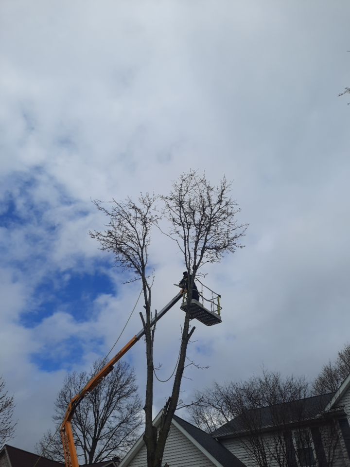 Tree Removal using Tree Removal by Mike Jones & Sons Tree Service LLC 