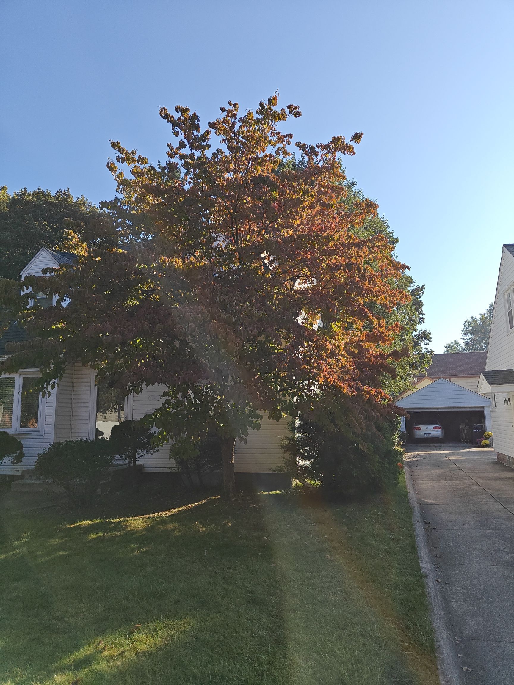 Tree Trimming using Tree Pruing by Mike Jones & Sons Tree Service LLC 