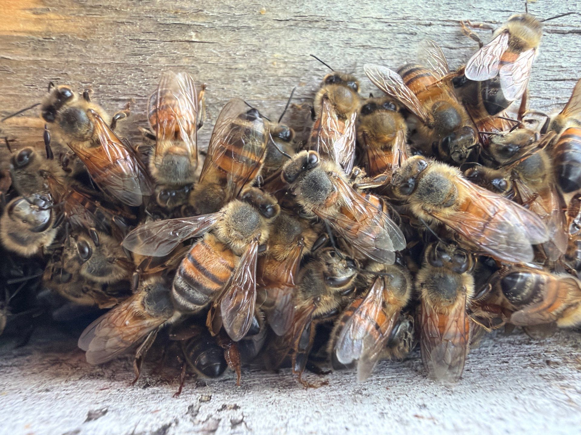 Corporate HQ by Rockwall Honey Bee Company