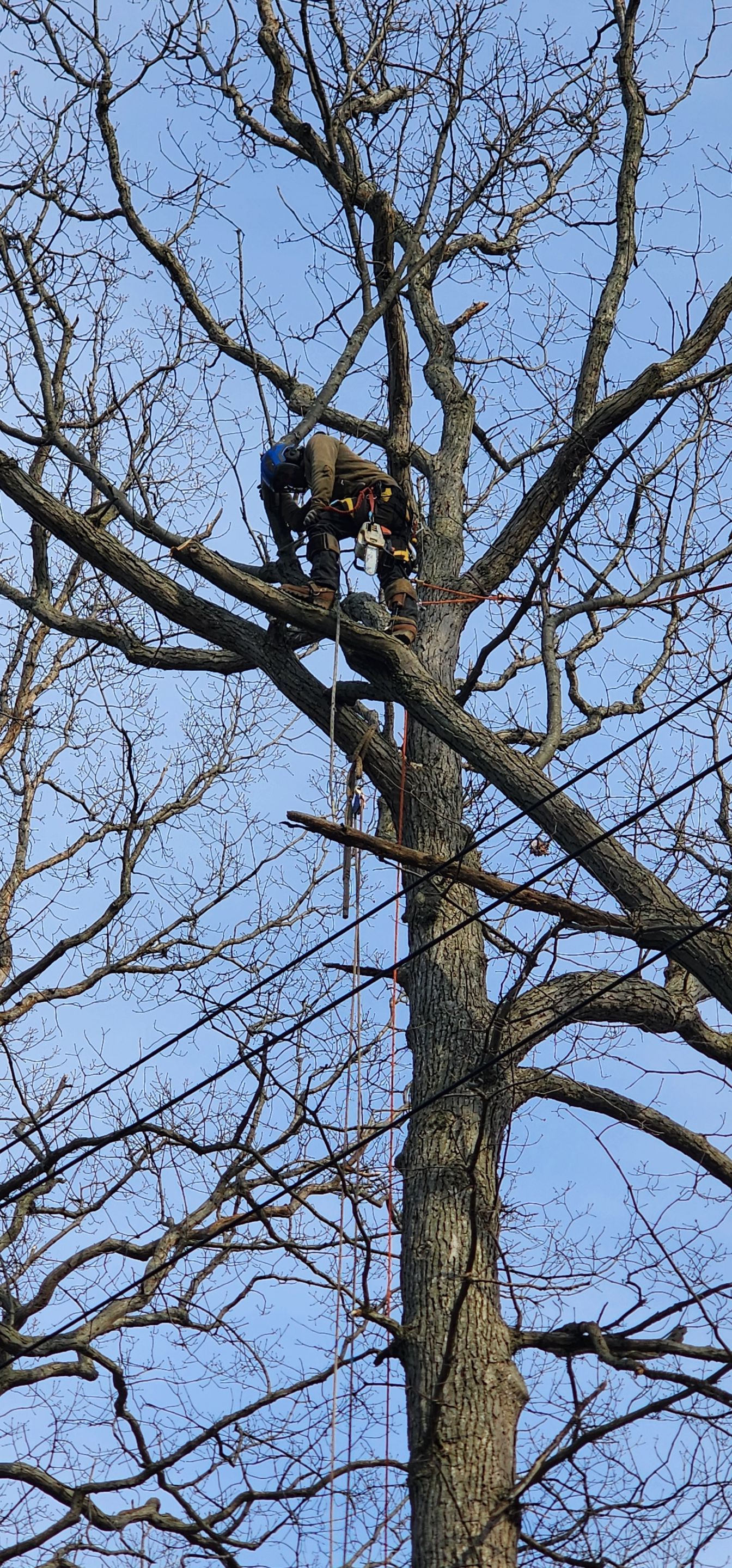 Emergency Job: Uprooted tree with root rot by Treeman Tom LLC