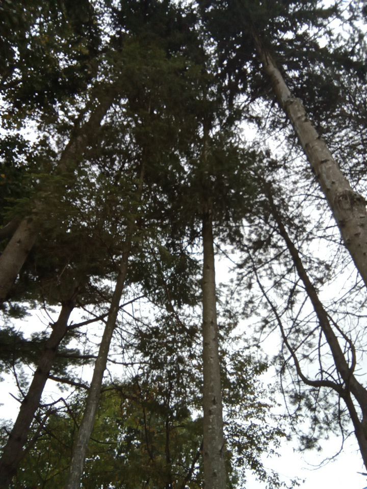 Tree Removal using Tree Removal by Mike Jones & Sons Tree Service LLC 