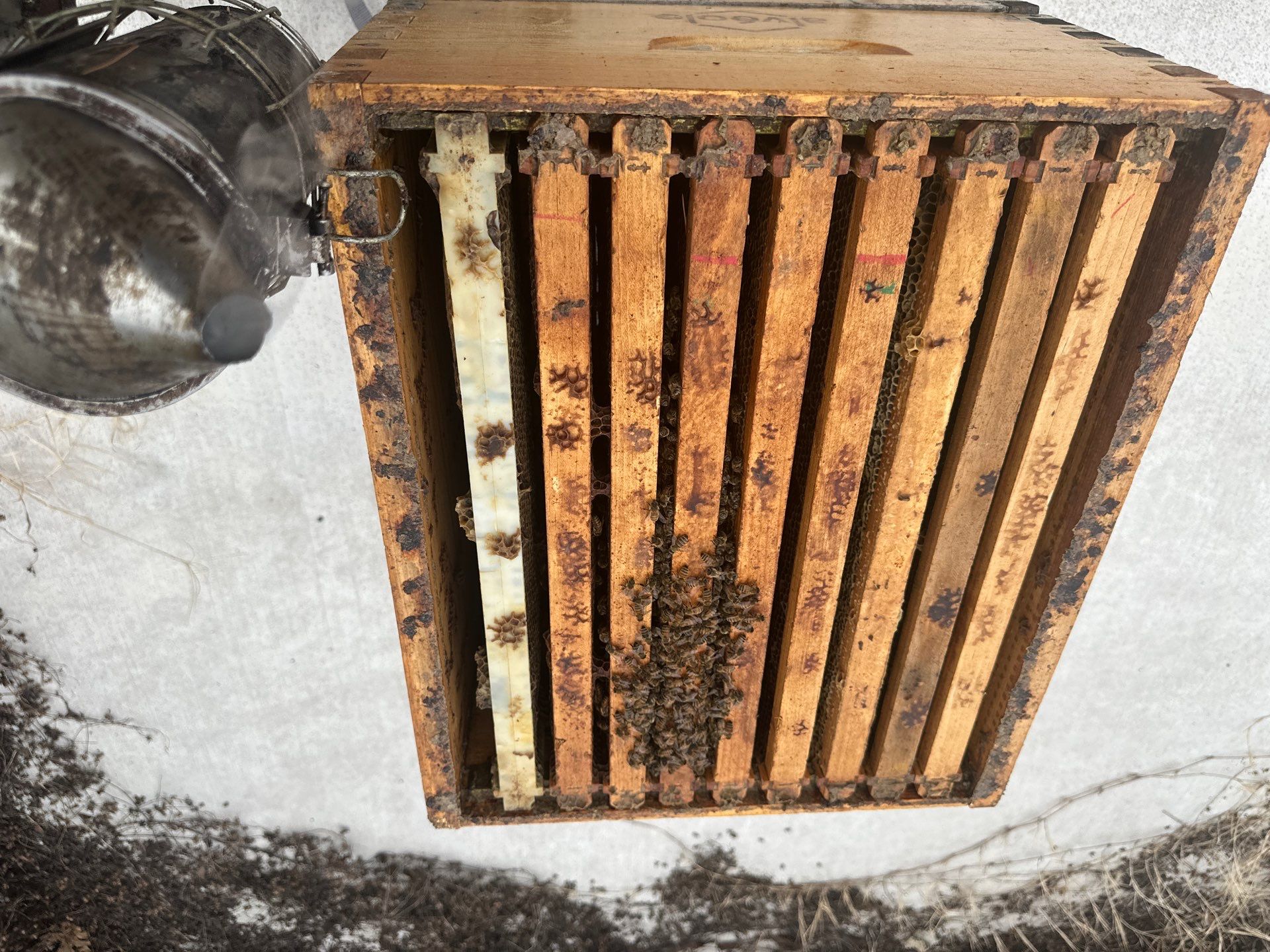 Bees at the Bank! by Rockwall Honey Bee Company