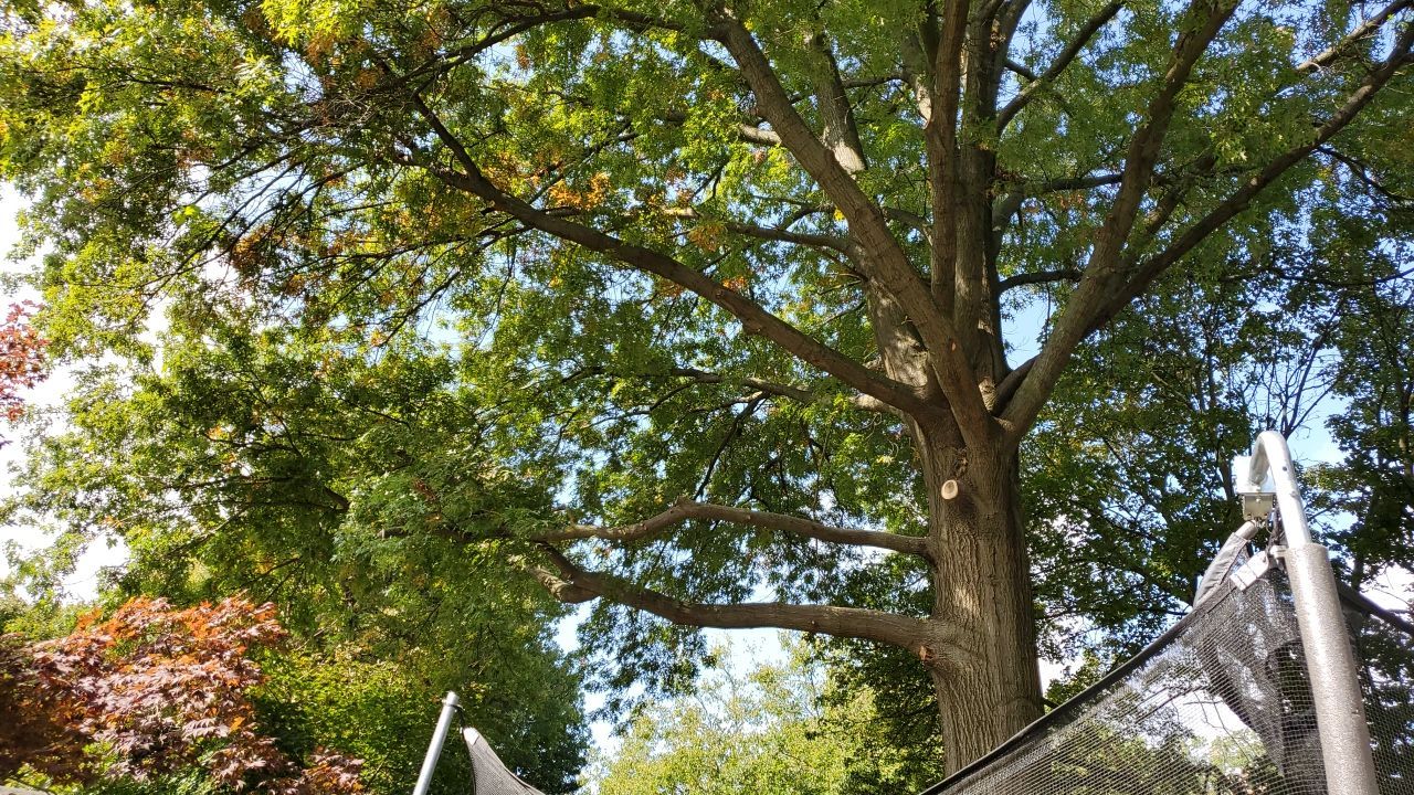 Tree Trimming using Tree Pruing by Mike Jones & Sons Tree Service LLC 