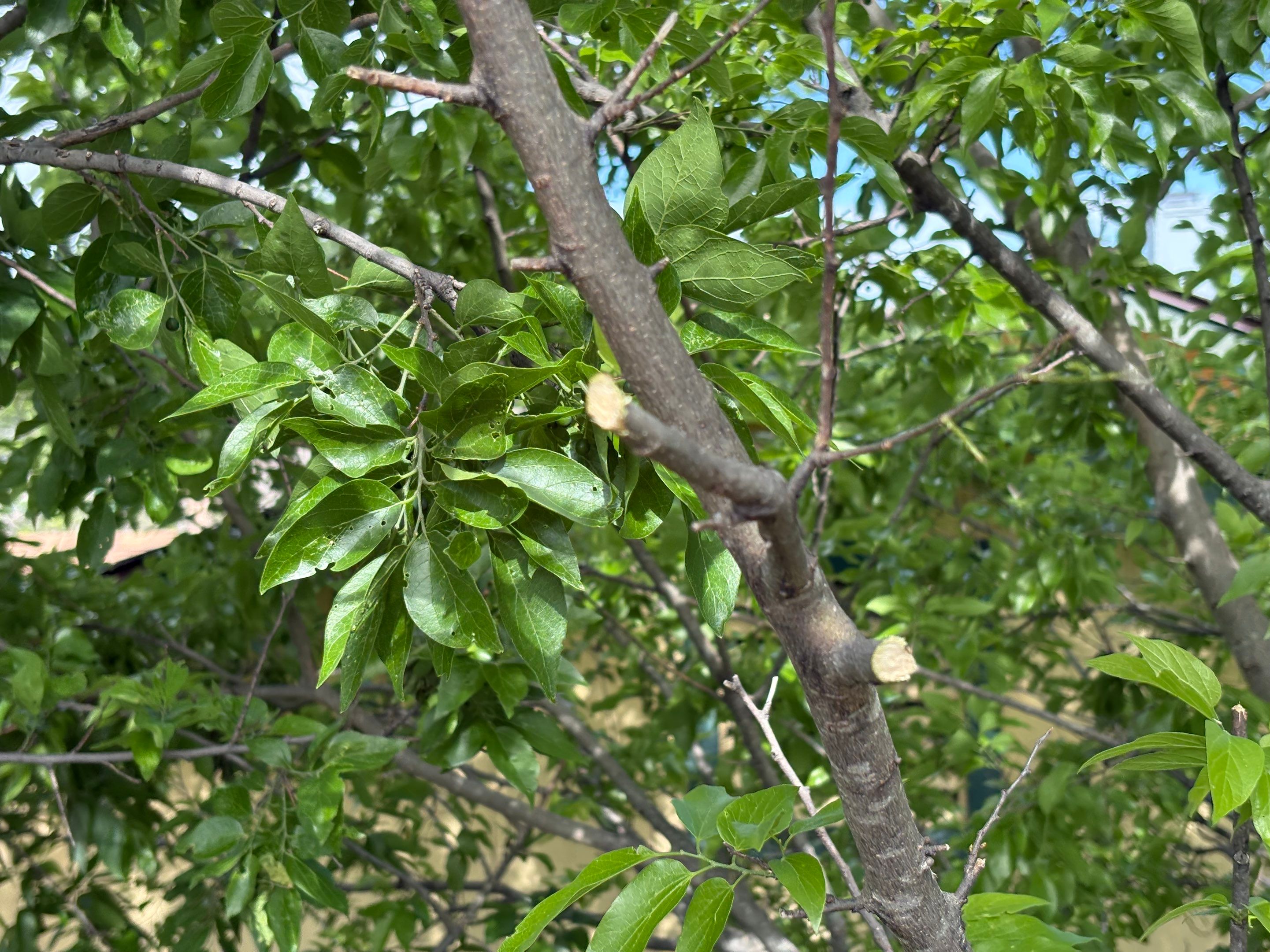 Roof Leak Repair & Tree Trimming in Pflugerville, TX by Kstylez Roofing & Construction