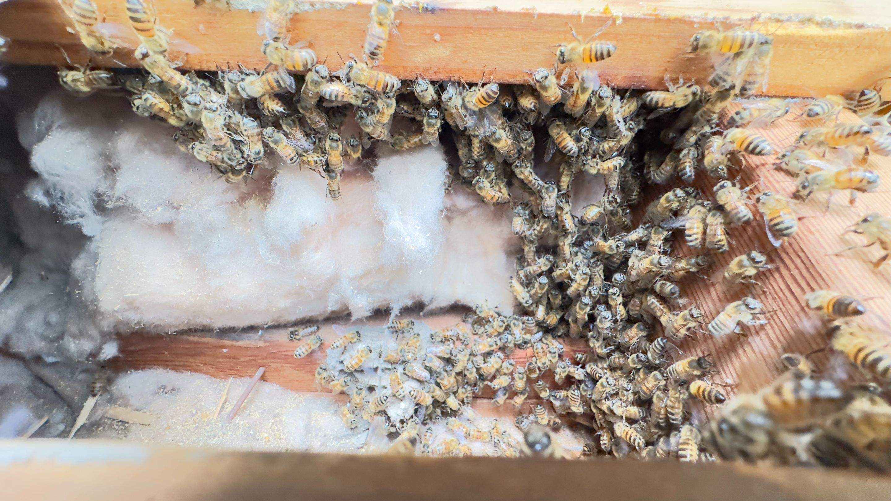 Sneakers by Rockwall Honey Bee Company