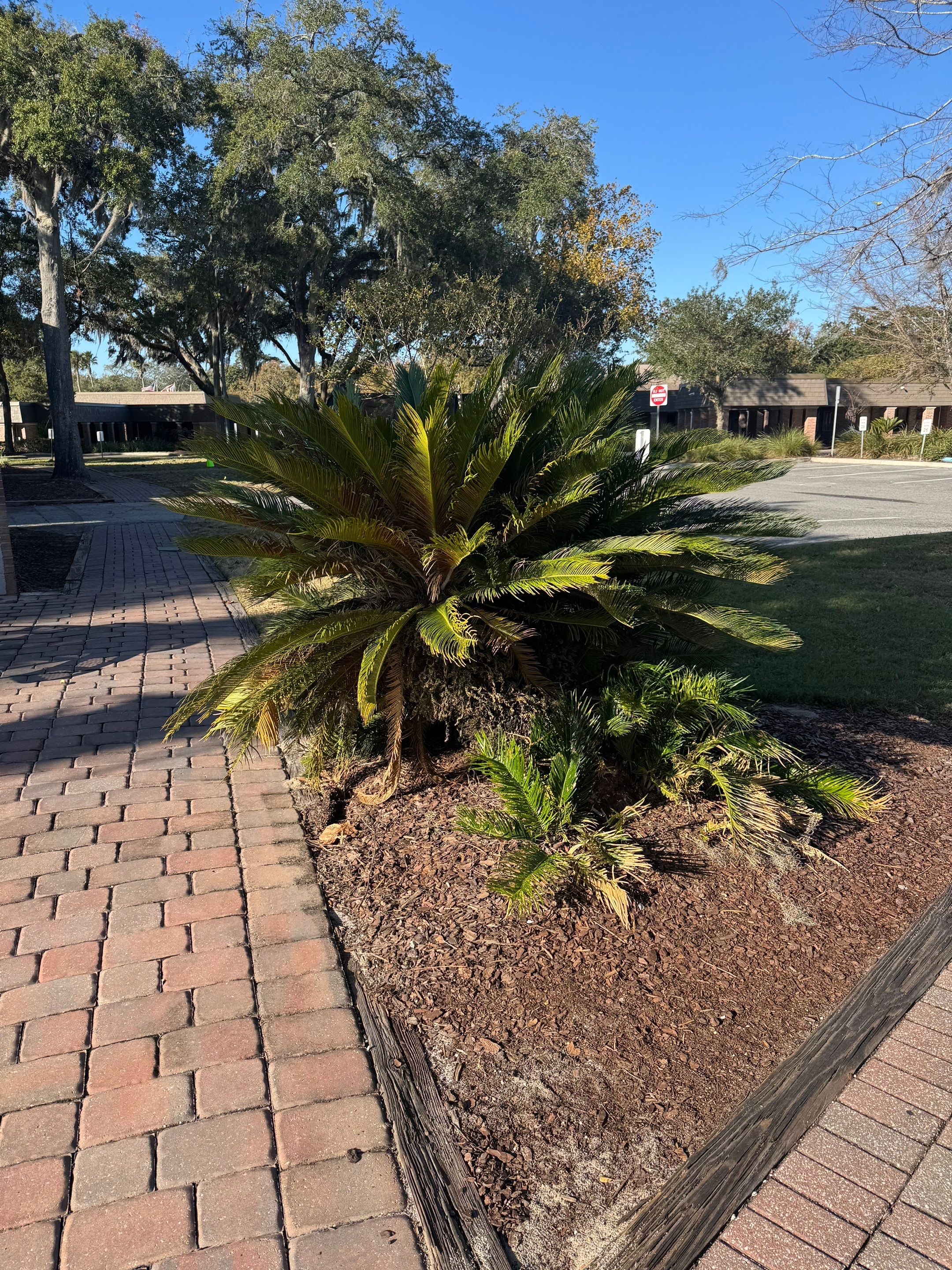 Volunteer Work | Episcopal High School of Jacksonville by ProGreen Services