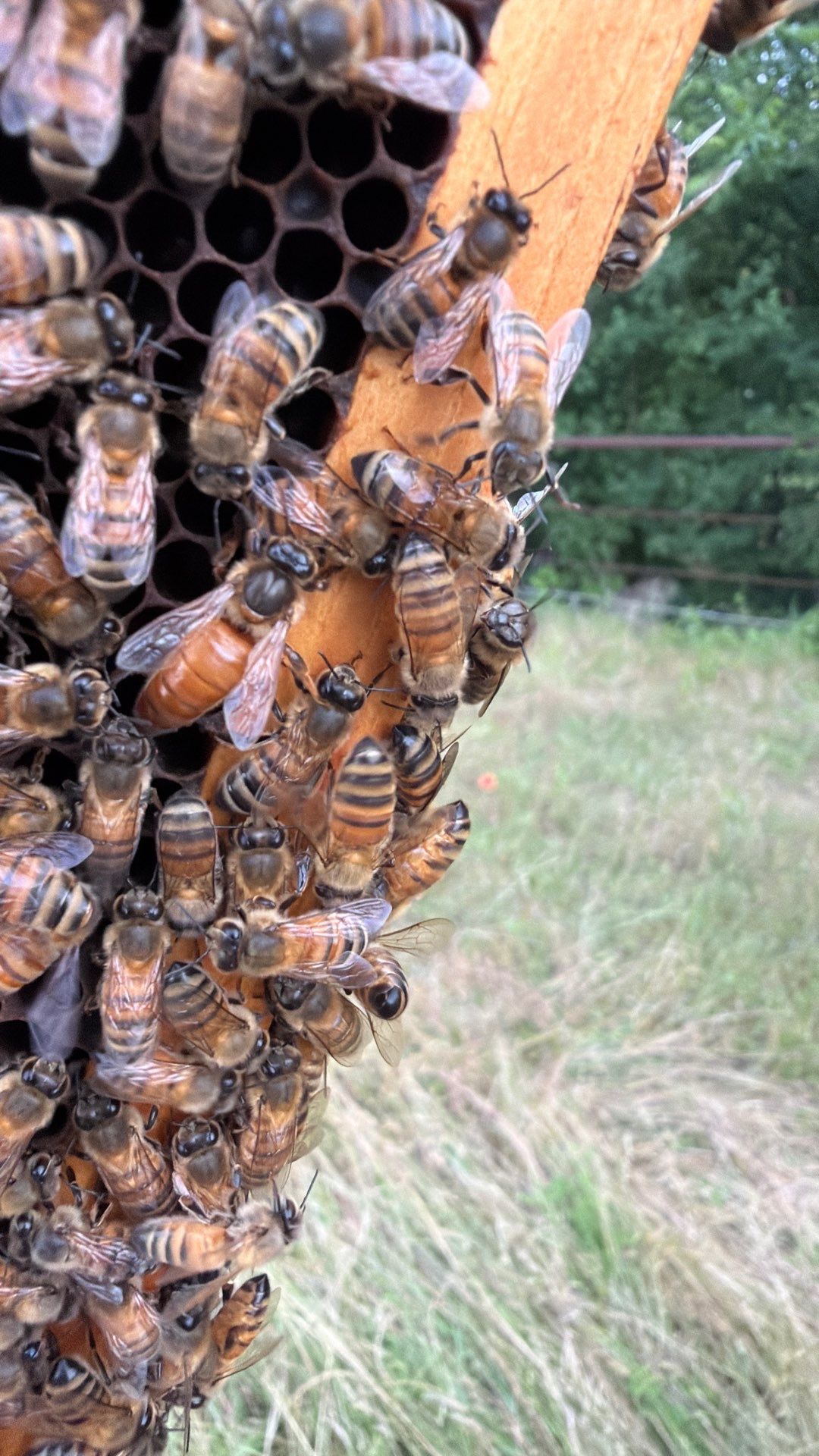 Bees for Ag. Exemption in Heath by Rockwall Honey Bee Company