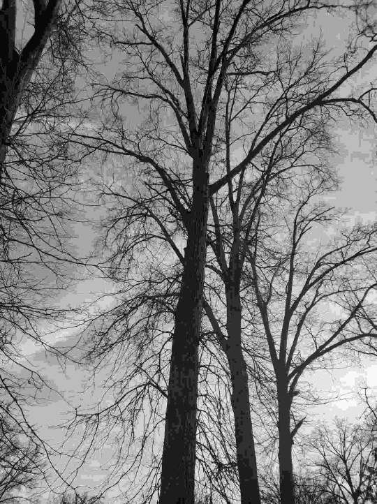 Tree Trimming using Tree Pruing by Mike Jones & Sons Tree Service LLC 