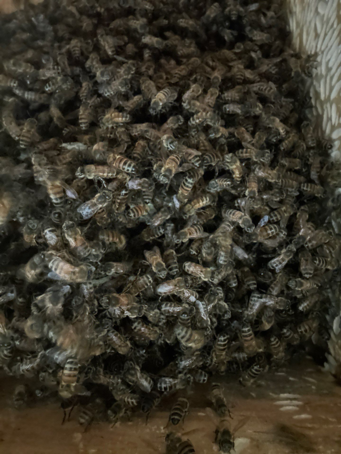 Frisco Corporate HQ by Rockwall Honey Bee Company