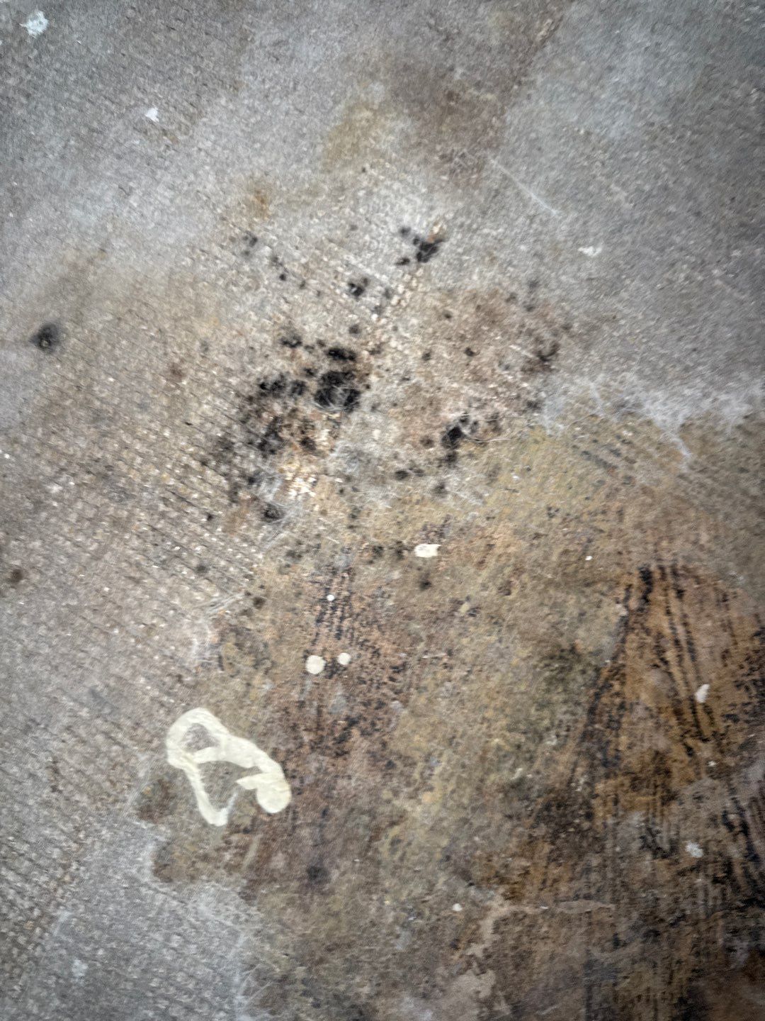 Mold Remediation Project by Chicagoland Water Medics